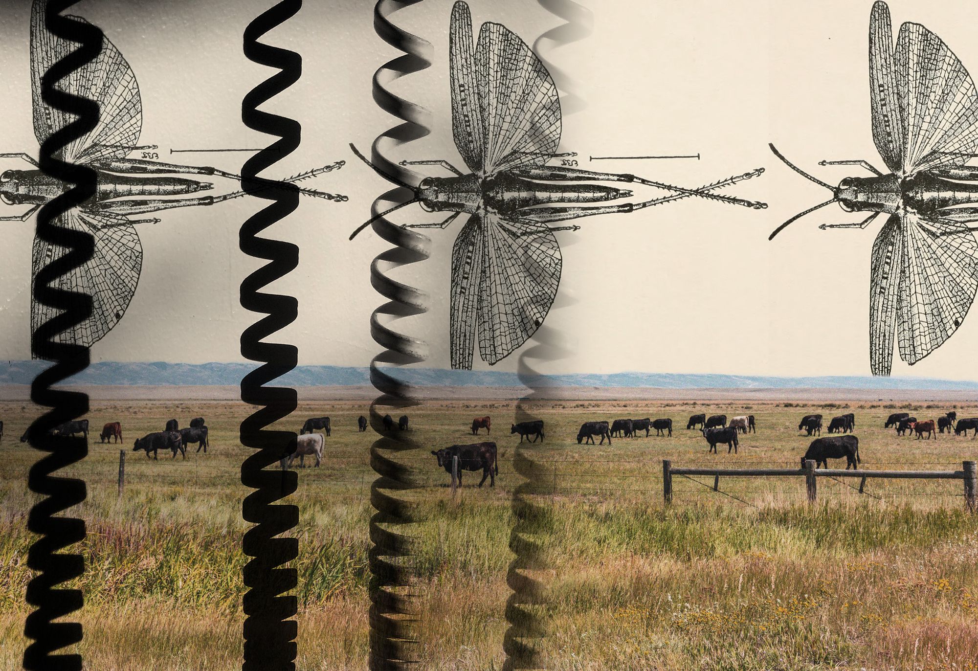 Photo of cattle grazing w/mountains in distance overlayed by black spiral phone cords & diagrams of grasshopppers