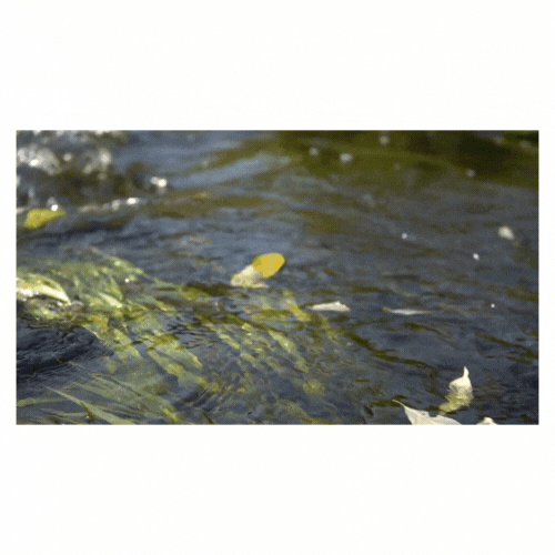 Leaves floating in a stream current