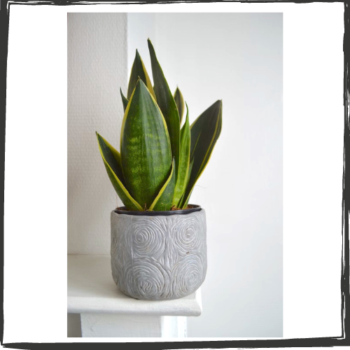Snake plant in a handmade, gray pot with swirls and flowing lines 