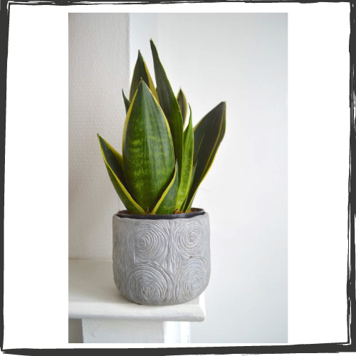 Snake plant in a handmade, gray pot with swirls and flowing lines