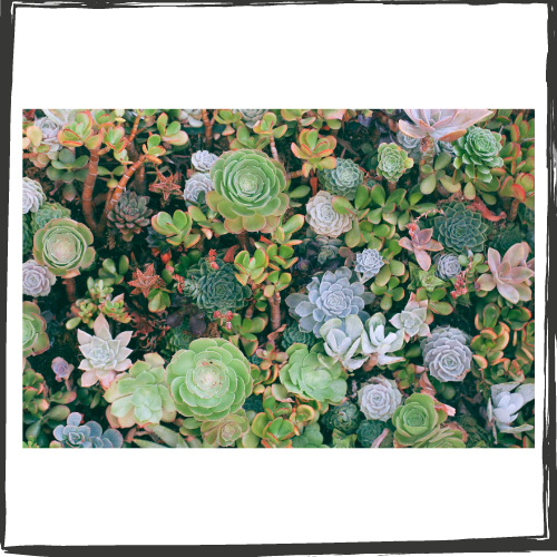 Photo of myriad succulents in various shapes, sizes and colors taken from above