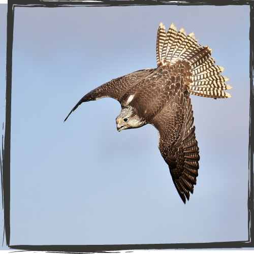 A falcon swoops in midair eyeing prey below