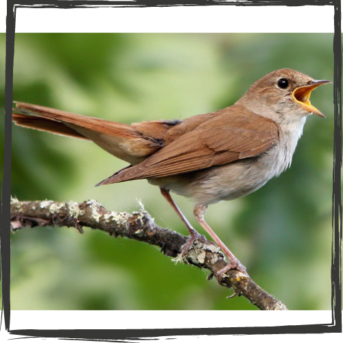 A nightingale sings on a branch