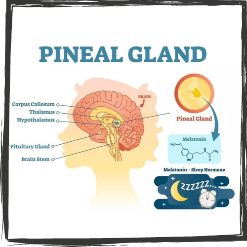 Infographic of the human brain and pineal gland, plus the chemical compound and sleep Zs