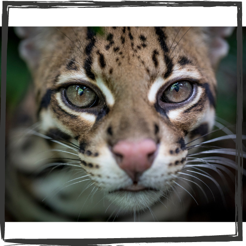 Photo of a beautiful ocelot with crystalline, hazel eyes and a very pink nose