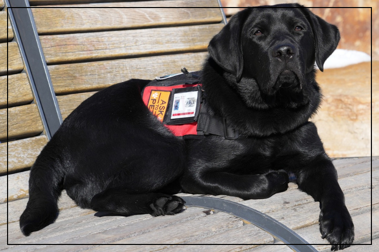 Castle Rock PD introduces state’s first crisis response police therapy dog